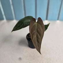 Load image into Gallery viewer, #RB21 Anthurium NOID x Warocqueanum