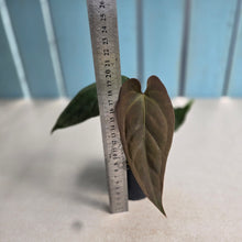 Load image into Gallery viewer, #RB21 Anthurium NOID x Warocqueanum