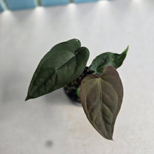 Load image into Gallery viewer, #RB21 Anthurium NOID x Warocqueanum