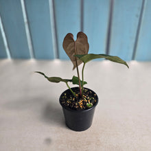 Load image into Gallery viewer, #RB21 Anthurium NOID x Warocqueanum