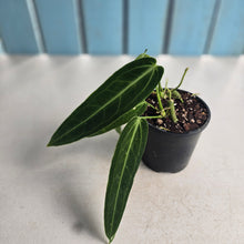 Load image into Gallery viewer, #R45 Two x Anthurium Warocqueanum