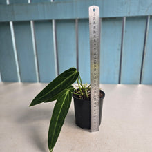 Load image into Gallery viewer, #R45 Two x Anthurium Warocqueanum