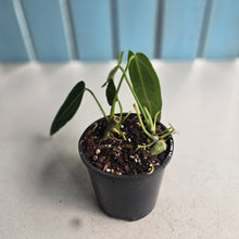 Load image into Gallery viewer, #R45 Two x Anthurium Warocqueanum