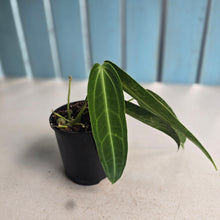 Load image into Gallery viewer, #R45 Two x Anthurium Warocqueanum
