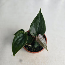 Load image into Gallery viewer, #D118 Two x Anthurium Black Panther x Luxurians