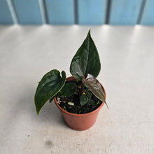 Load image into Gallery viewer, #D118 Two x Anthurium Black Panther x Luxurians