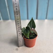 Load image into Gallery viewer, #D118 Two x Anthurium Black Panther x Luxurians