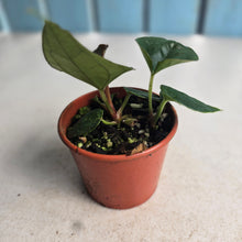 Load image into Gallery viewer, #D118 Two x Anthurium Black Panther x Luxurians