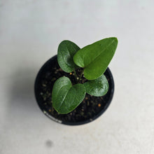 Load image into Gallery viewer, #R8 Anthurium Sp. From Chapada Diamantina Brazil