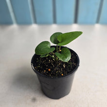 Load image into Gallery viewer, #R8 Anthurium Sp. From Chapada Diamantina Brazil
