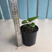 Load image into Gallery viewer, #R8 Anthurium Sp. From Chapada Diamantina Brazil