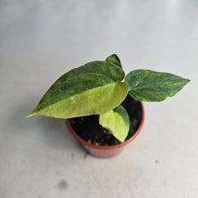 Load image into Gallery viewer, #R9 Variegated Anthurium Forgetii x