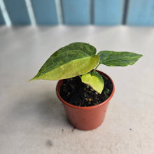 Load image into Gallery viewer, #R9 Variegated Anthurium Forgetii x