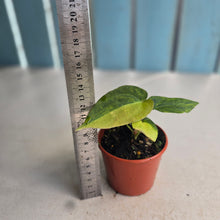 Load image into Gallery viewer, #R9 Variegated Anthurium Forgetii x