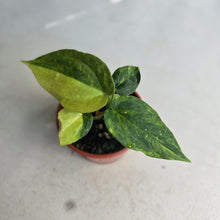 Load image into Gallery viewer, #R9 Variegated Anthurium Forgetii x