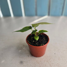 Load image into Gallery viewer, #R9 Variegated Anthurium Forgetii x