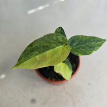 Load image into Gallery viewer, #R9 Variegated Anthurium Forgetii x