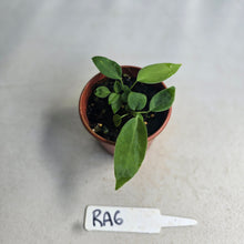 Load image into Gallery viewer, #RA6 Two x Anthurium Pallidiflorum Seedlings