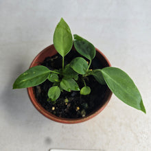 Load image into Gallery viewer, #RA6 Two x Anthurium Pallidiflorum Seedlings