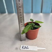 Load image into Gallery viewer, #RA6 Two x Anthurium Pallidiflorum Seedlings