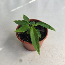 Load image into Gallery viewer, #RB4 Two x Anthurium Pallidiflorum Seedlings