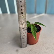 Load image into Gallery viewer, #RB4 Two x Anthurium Pallidiflorum Seedlings
