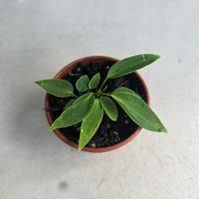 Load image into Gallery viewer, #RB4 Two x Anthurium Pallidiflorum Seedlings