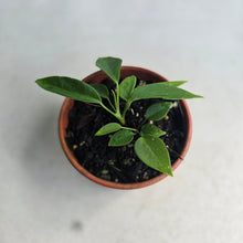 Load image into Gallery viewer, #RB4 Two x Anthurium Pallidiflorum Seedlings