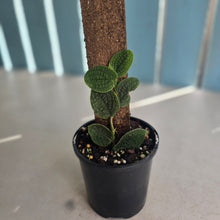 Load image into Gallery viewer, #RA3 Rhaphidophora Versteegii / Piper Clypeatum