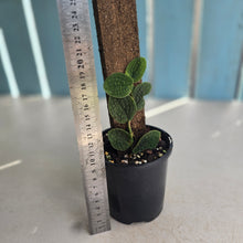 Load image into Gallery viewer, #RA3 Rhaphidophora Versteegii / Piper Clypeatum
