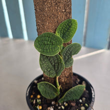 Load image into Gallery viewer, #RA3 Rhaphidophora Versteegii / Piper Clypeatum