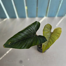 Load image into Gallery viewer, #D64 Philodendron Serpens