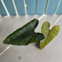 Load image into Gallery viewer, #D64 Philodendron Serpens