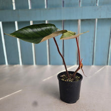 Load image into Gallery viewer, #D64 Philodendron Serpens