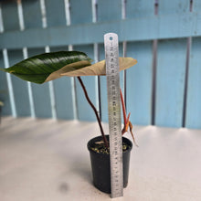 Load image into Gallery viewer, #D64 Philodendron Serpens