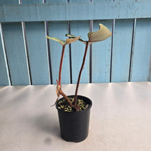 Load image into Gallery viewer, #D64 Philodendron Serpens