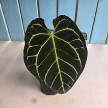 Load image into Gallery viewer, #RD55 Anthurium Crystallinum x