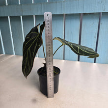 Load image into Gallery viewer, #RD55 Anthurium Crystallinum x