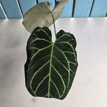 Load image into Gallery viewer, #RD55 Anthurium Crystallinum x