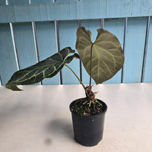 Load image into Gallery viewer, #RD55 Anthurium Crystallinum x
