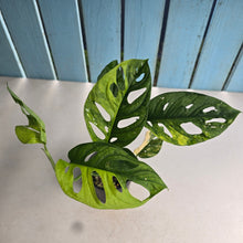 Load image into Gallery viewer, #D6 Variegated Monstera Adansonii Aurea