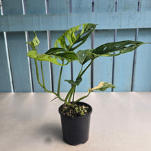 Load image into Gallery viewer, #D6 Variegated Monstera Adansonii Aurea