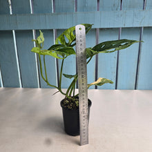 Load image into Gallery viewer, #D6 Variegated Monstera Adansonii Aurea
