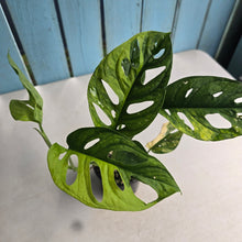 Load image into Gallery viewer, #D6 Variegated Monstera Adansonii Aurea