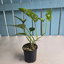 Load image into Gallery viewer, #D6 Variegated Monstera Adansonii Aurea