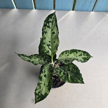 Load image into Gallery viewer, #R90 Aglaonema Pictum Tricolor