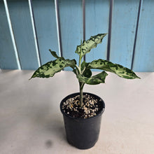 Load image into Gallery viewer, #R90 Aglaonema Pictum Tricolor