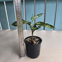 Load image into Gallery viewer, #R90 Aglaonema Pictum Tricolor