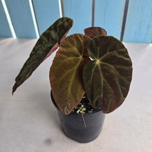 Load image into Gallery viewer, #D94 Begonia Burkillii Dark Form