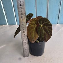Load image into Gallery viewer, #D94 Begonia Burkillii Dark Form